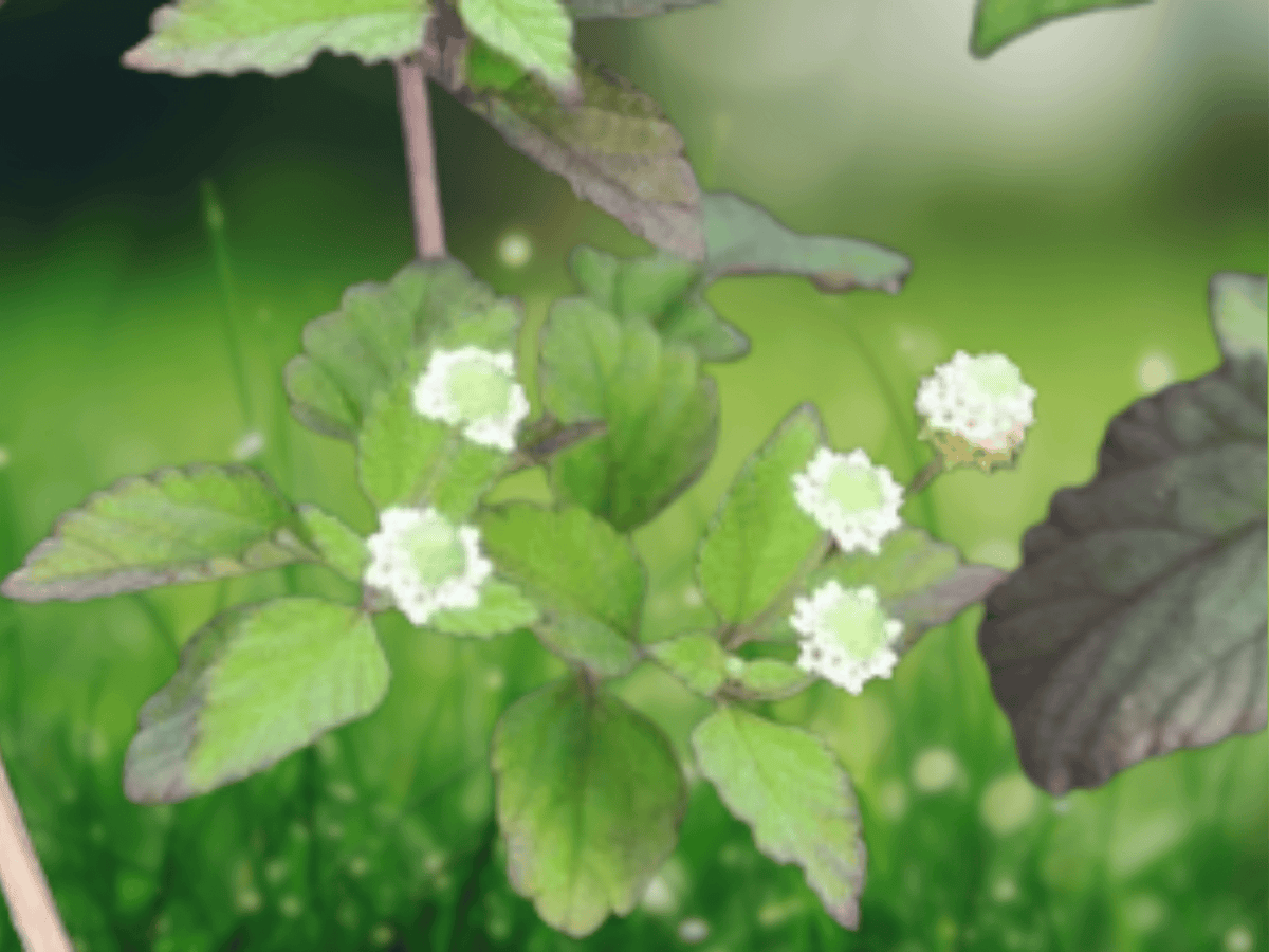 10 Seeds Lippia dulcis Aztec Sweet Herb