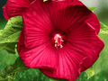 10 Seeds Giant Hardy Hibiscus Mix Hibiscus moscheutos Large Flower Perennial