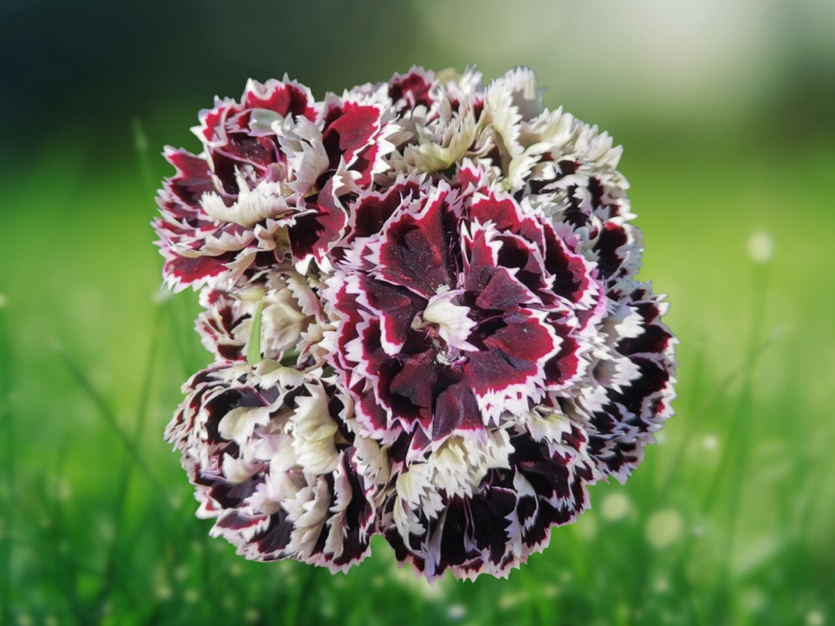 100 Seeds Carnation Dianthus Double Pink Purple Mix Perennial Fragrant Hardy Multicolor Ornamental Garden Patio
