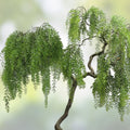 Golden Weeping Willow Tree Cuttings - 4 Live Plants with Arching Canopy - Salix babylonica - Fast Growing Ornamental Tree