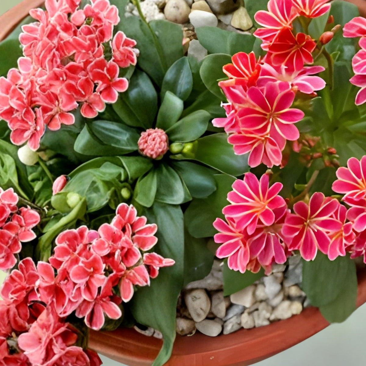 Cliff Lewisia Seeds 35 or 100 Non-GMO Flower Seeds Lewisia cotyledon Garden Wildflower