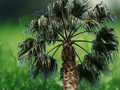 5 Seeds Washingtonia filifera California Fan Palm Cold Hardy Desert Palm