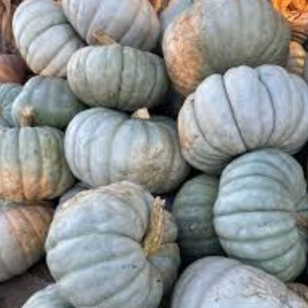 Blue Doll Pumpkin Seeds 10 Count Organic Cucurbita pepo USA Grown Heirloom Variety