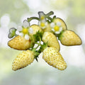 50 Non-GMO Yellow Alpine Strawberry Seeds for Planting - Fragaria vesca