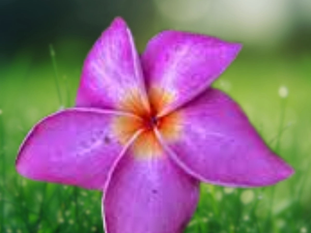 5 Seeds Purple White Plumeria Seeds Fragrant Frangipani Tropical Flower Tree Easy Grow Exotic Bloom for Patio Garden Landscape
