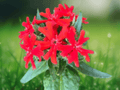 10 Seeds Maltese Cross Lychnis Chalcedonica Perennial Flower