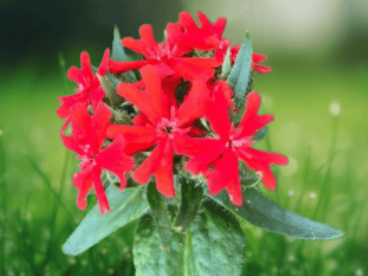 10 Seeds Maltese Cross Lychnis Chalcedonica Perennial Flower