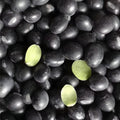 Black Soybean Seeds for Planting - Full Season Variety Glycine max for Sprouts and Garden Growth