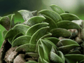 1 Live Plant Tradescantia Navicularis Chain Plant in 4 Inch Pot Indoor Houseplant