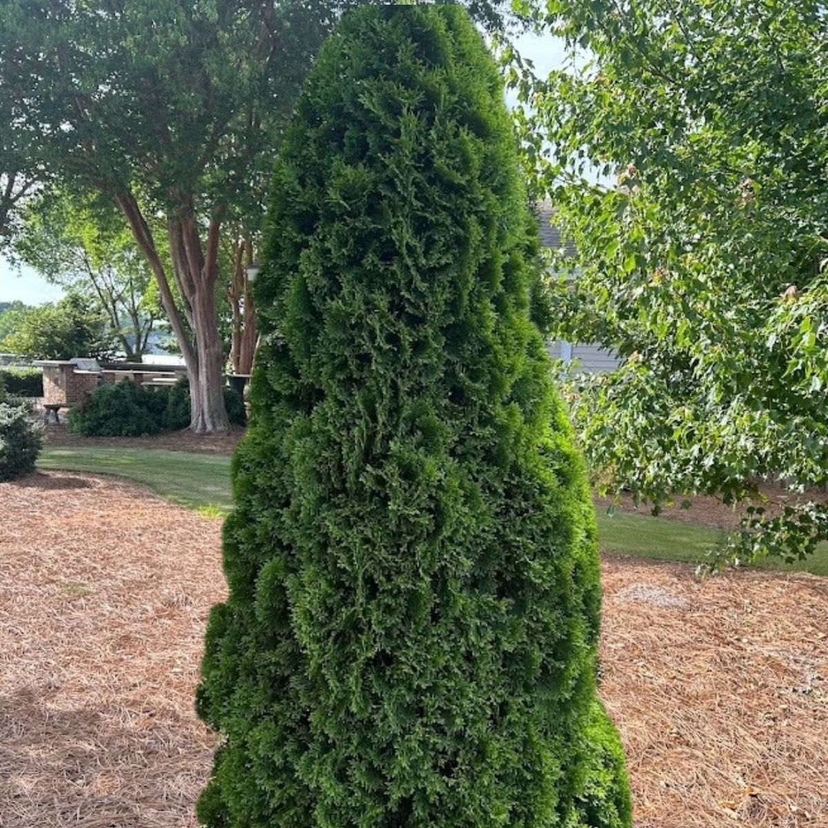 Thuja Occidentalis 'Brandon' Live Bare Root Evergreen Tree 8-12 Inches Hardy Shrub for Zones 3-7
