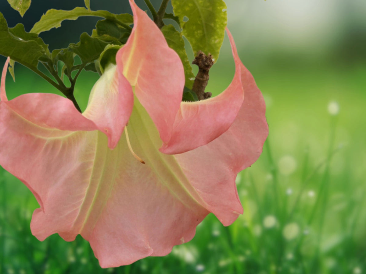 10 Seeds Double Yellow Orange Angel Trumpet Brugmansia Hybrid Fragrant Blooms Tropical Flower Tree