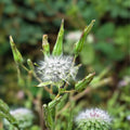 Wild Prickly Lettuce Seeds - 50+ Organic Lactuca Virosa for Medicinal Pain Relief - USA