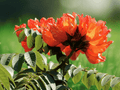 5 Seeds Spathodea campanulata African Tulip Tree Tropical Ornamental Shade Garden