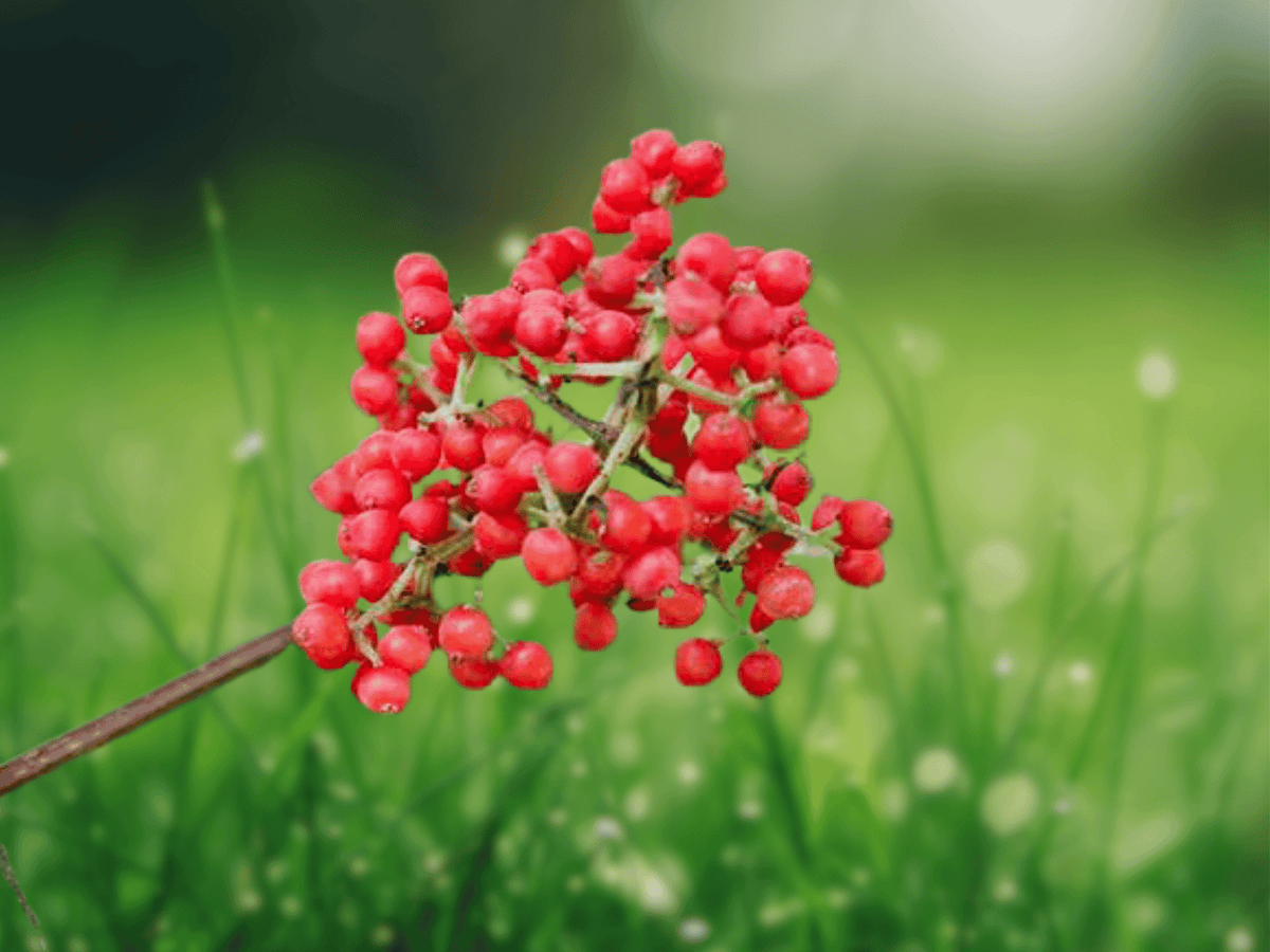 10 Seeds Red Elderberry Sambucus racemosa Berry Shrub