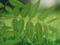 5 Toona sinensis Seeds – Chinese Toon Tree Red Buds