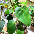 Philodendron Rogus Rooted Top Cutting Pig Skin Variety Tropical Houseplant for Indoor Decor
