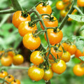 Korean Radish Seeds 100+ Rare Garden Vegetable Raphanus sativus Fresh Organic Planting Seeds