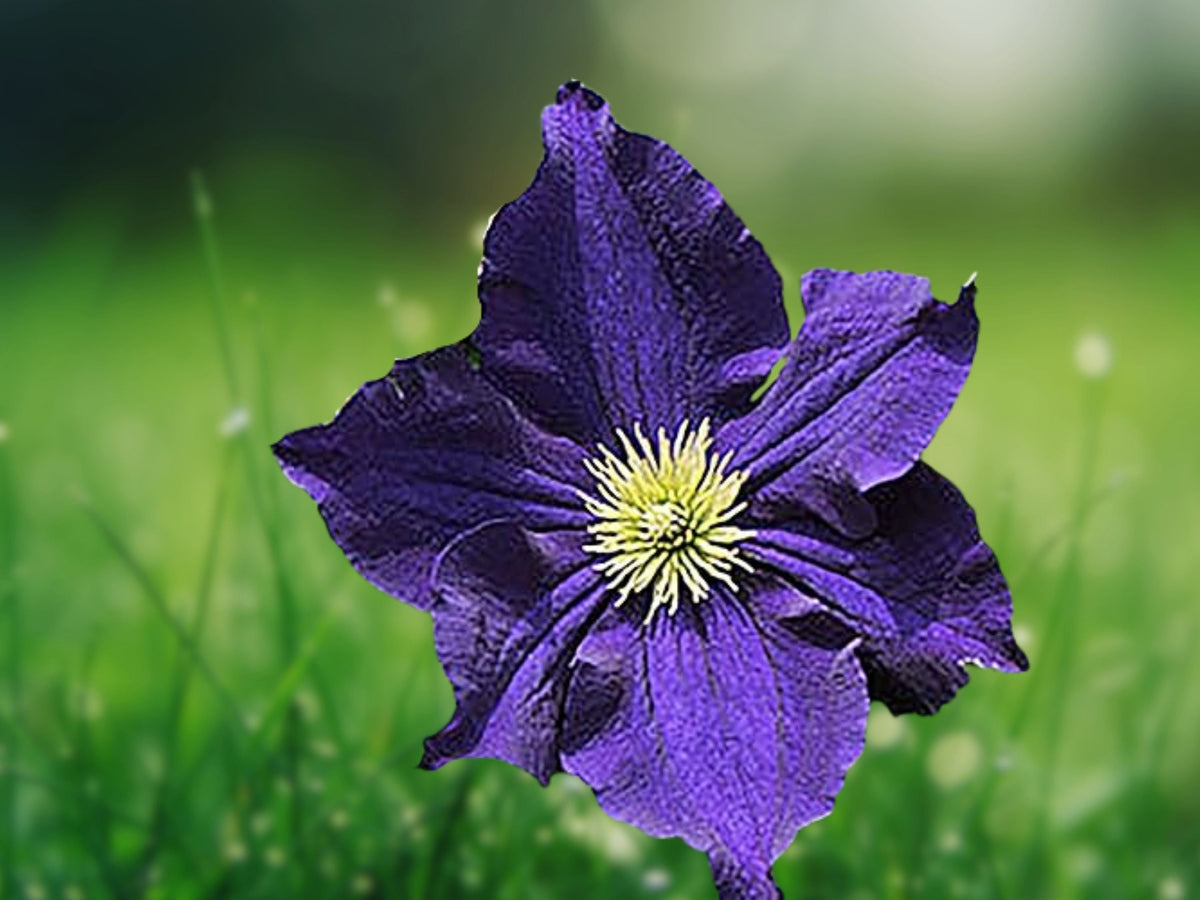 25 Seeds Dark Purple Clematis Climbing Vine Perennial Flower Deep Violet Blooms Trellis Fence Garden