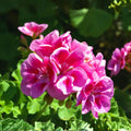 Geranium Seeds 100+ Pack Raspberry Spell Fragrant Fresh Flower Non-GMO Pelargonium spp.