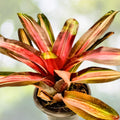 Bromeliad Plant 6" Pot Neoregelia 'Margaret' Tropical Indoor Houseplant, Air Purifying Decor