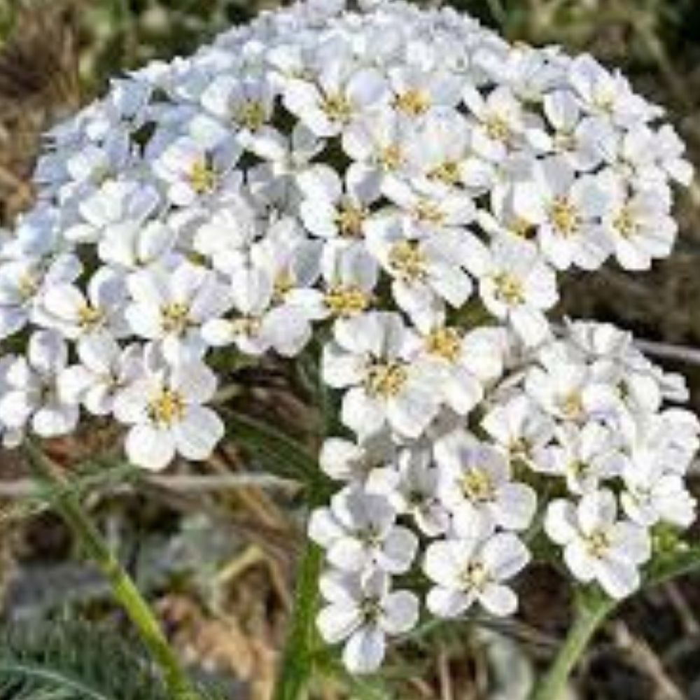Organic White Wildflower Seed Mix 200 Seeds Native USA Blend Non-GMO Wildflower Seeds