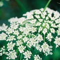 Heirloom Cumin Seeds - 100 Non-GMO Herb Seeds for Growing - Cuminum cyminum Spice Seed