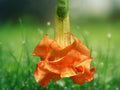 10 Seeds Brugmansia Hybrid Angel Trumpet Cream Peach Fragrant Tropical Tree Easy Grow Patio Garden