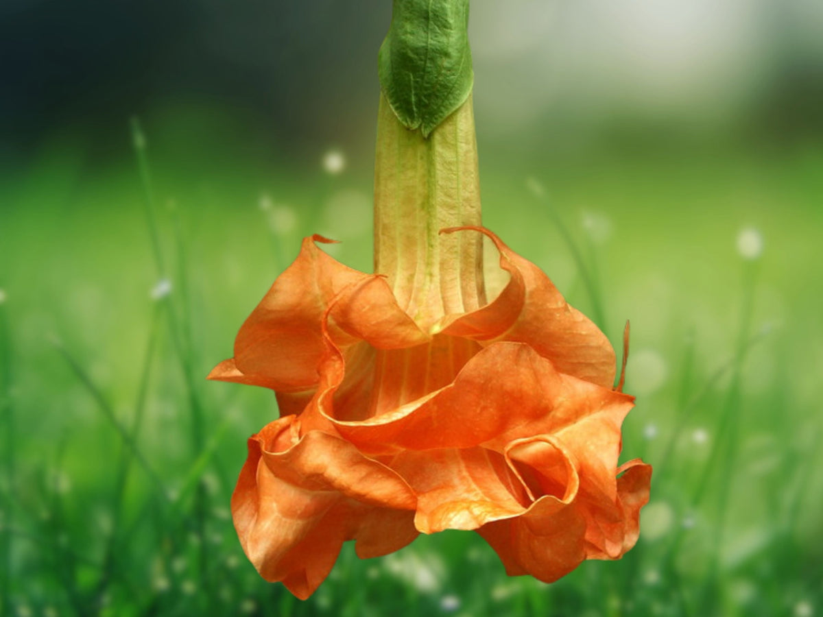 10 Seeds Brugmansia Hybrid Angel Trumpet Cream Peach Fragrant Tropical Tree Easy Grow Patio Garden