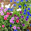 Dwarf Polka Dot Mix Seeds - 50 Count Bright Colorful Bachelor Button Flowers - Centaurea cyanus Garden Flower Seeds