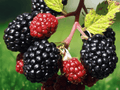 3 Live Plant Plugs Arapaho Thornless Blackberry Rubus fruticosus