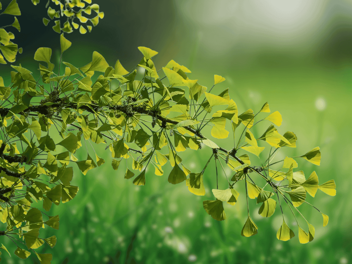 5 Seeds Ginkgo biloba Ginkgo Tree Fan-Shaped Golden Fall Color Hardy Shade Tree