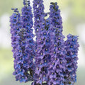 Larkspur Flower Seeds 100+ Blue & Purple Blooms Delphinium ajacis Garden Plant Seeds
