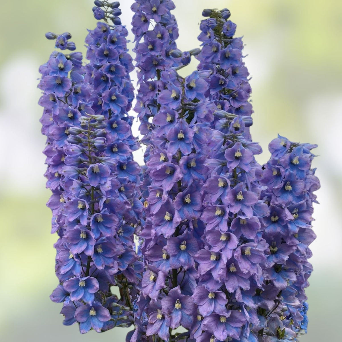 Larkspur Flower Seeds 100+ Blue & Purple Blooms Delphinium ajacis Garden Plant Seeds