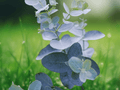 10 Seeds Eucalyptus gunnii Cider Gum Cold Hardy Evergreen Tree