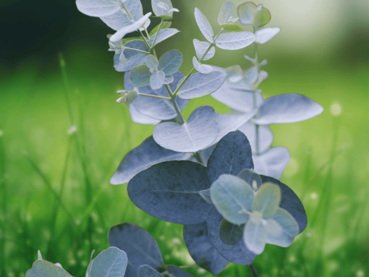 10 Seeds Eucalyptus gunnii Cider Gum Cold Hardy Evergreen Tree