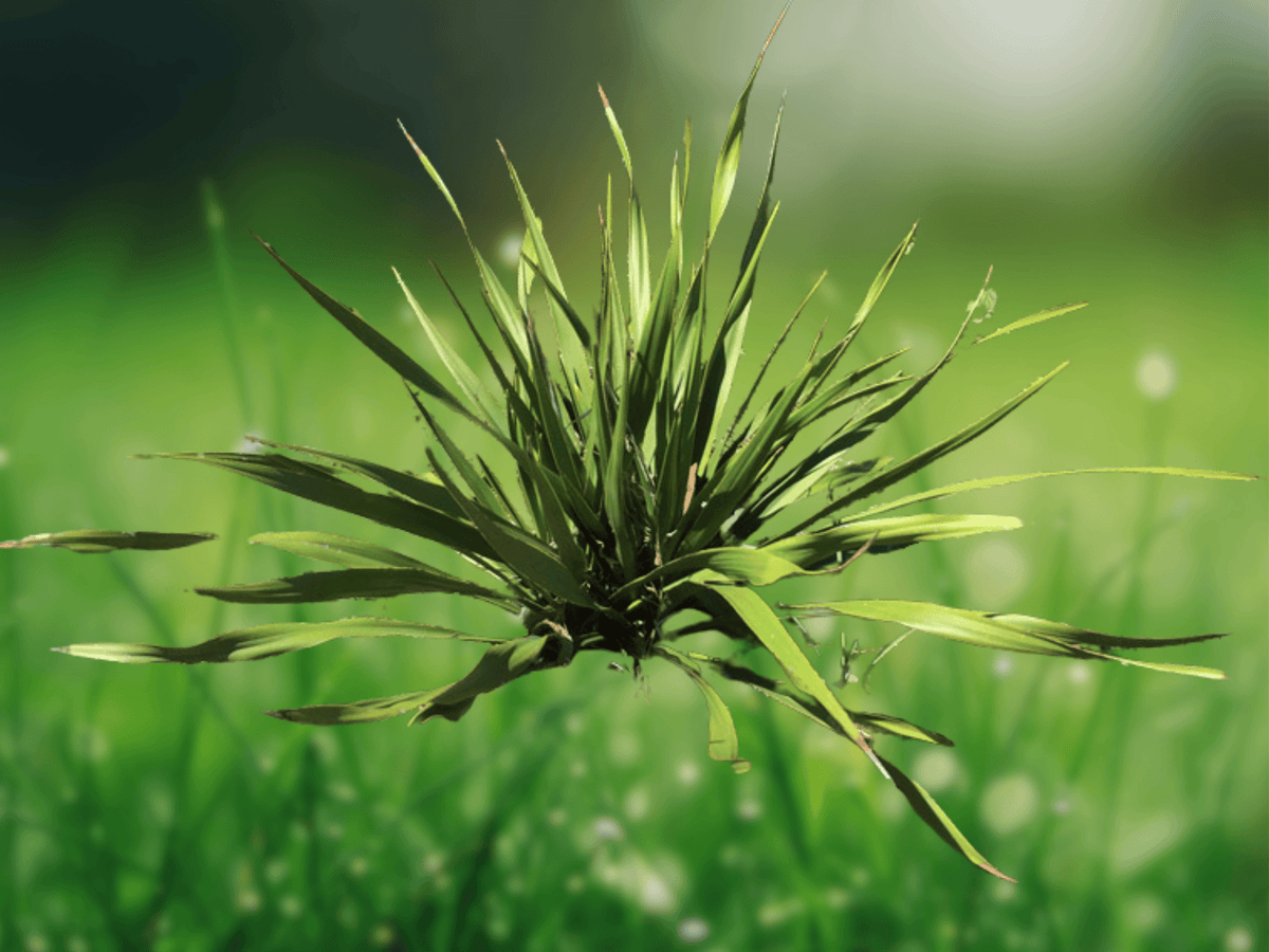 5 Seeds Yucca rupicola Twisted Leaf Yucca Hardy Evergreen Succulent