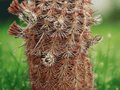 10 Seeds Echinocereus chloranthus (Green Flower Hedgehog Cactus) Hardy Cactus