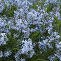 Threadleaf Bluestar Live Plant 4" Pot – Amsonia hubrichtii Perennial with Delicate Blue Flowers