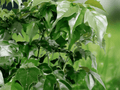 5 Radermachera sinica Seeds
