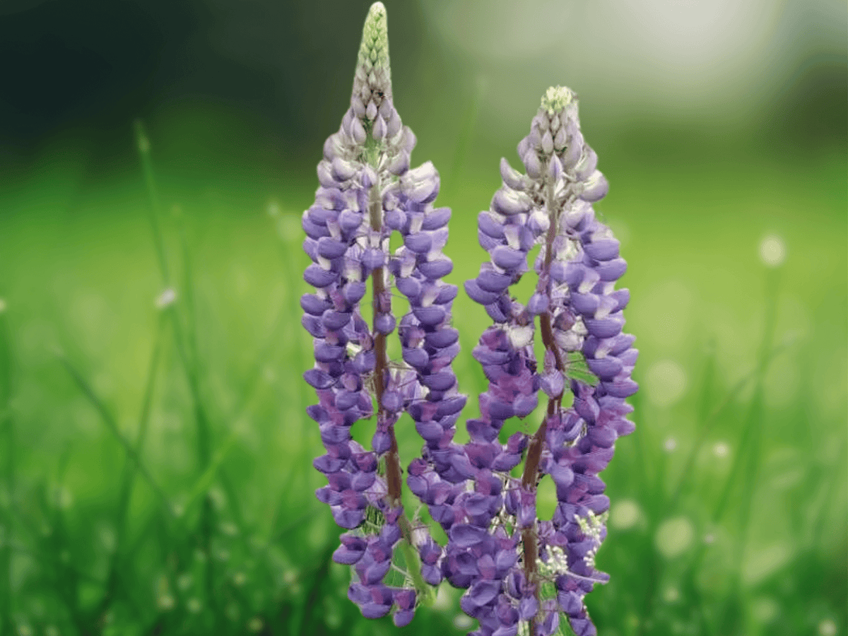 10 Seeds Lupinus perennis Perennial Lupine Mixed Colors Native Flower