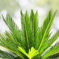 Sago Palm Tree 2 Gallon - Cycas revoluta - Indoor/Outdoor Tropical Plant, Low Maintenance Decorative Foliage