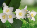 10 Seeds Philadelphus coronarius Mock Orange Shrub Fragrant White Flowers Hardy Landscape Bush