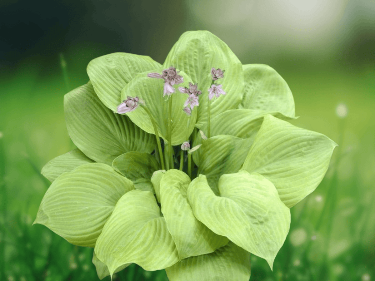 5 Seeds Hosta Sum and Substance Large Leaf Hosta Shade Perennial