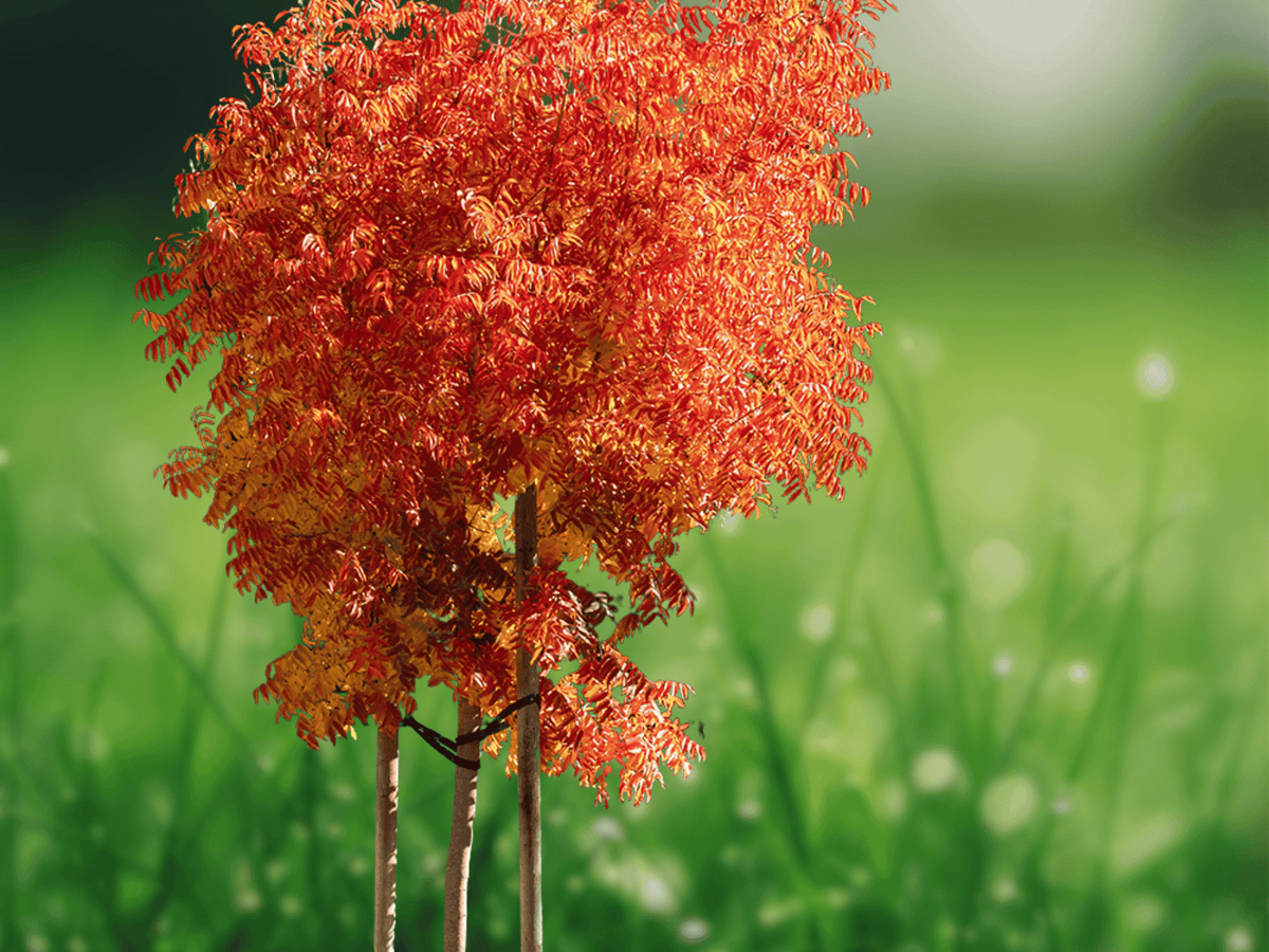 10 Seeds Pistacia chinensis Chinese Pistache Ornamental Shade Tree