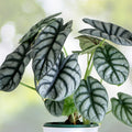 Alocasia Baginda 'Silver Dragon' Plant - 4" Pot - Tropical Jewel - Alocasia baginda - Unique Indoor Houseplant