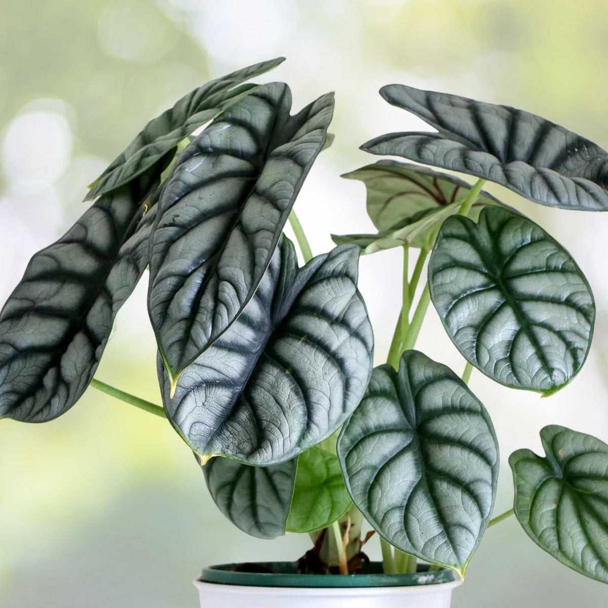 Alocasia Baginda 'Silver Dragon' Plant - 4" Pot - Tropical Jewel - Alocasia baginda - Unique Indoor Houseplant