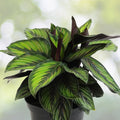 Calathea Houseplant 6 in Pot - Full Size Indoor Plant - Calathea spp. - Lush Green Foliage for Home Decor
