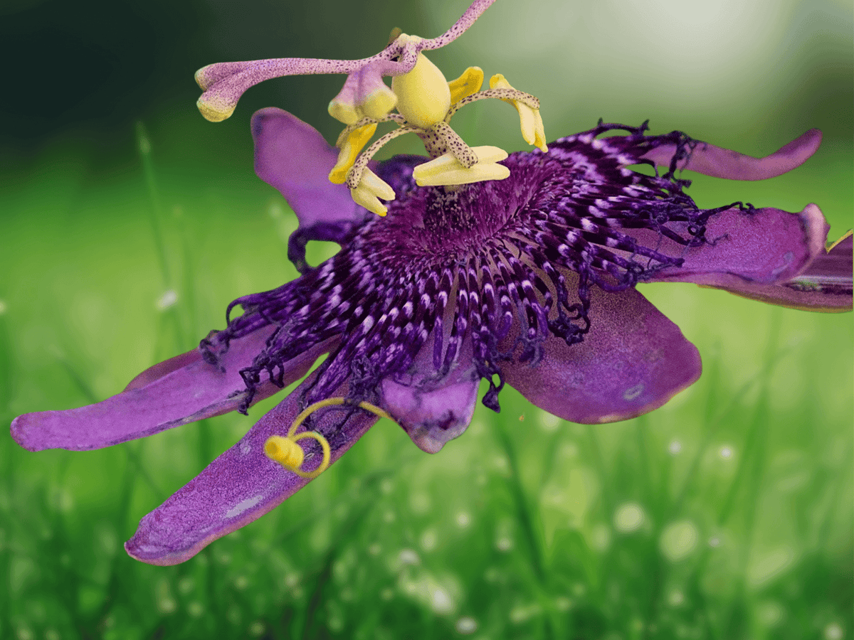 5 Seeds Passiflora Inspiration Deep Purple Passionflower Vine