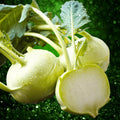 Kohlrabi Seeds 100+ Early White Vienna Vegetable Seeds Brassica oleracea Cool Weather Gardening