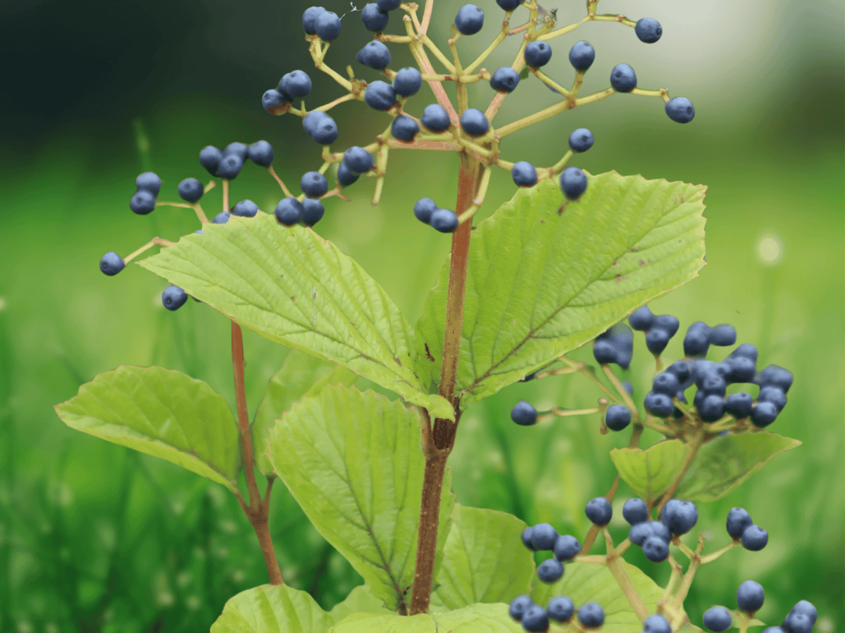 10 Seeds Viburnum dentatum Arrowwood Viburnum Native Shrub